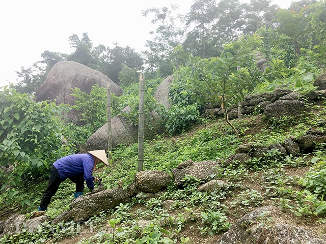 
Theo anh Tuấn, nếu trồng c&acirc;y sachi m&agrave; thấy kh&oacute; chắc chẳng trồng được c&acirc;y g&igrave; kh&aacute;c v&igrave; loại c&acirc;y n&agrave;y kh&ocirc;ng k&eacute;n đất v&agrave; hầu như kh&ocirc;ng c&oacute; s&acirc;u bệnh.
