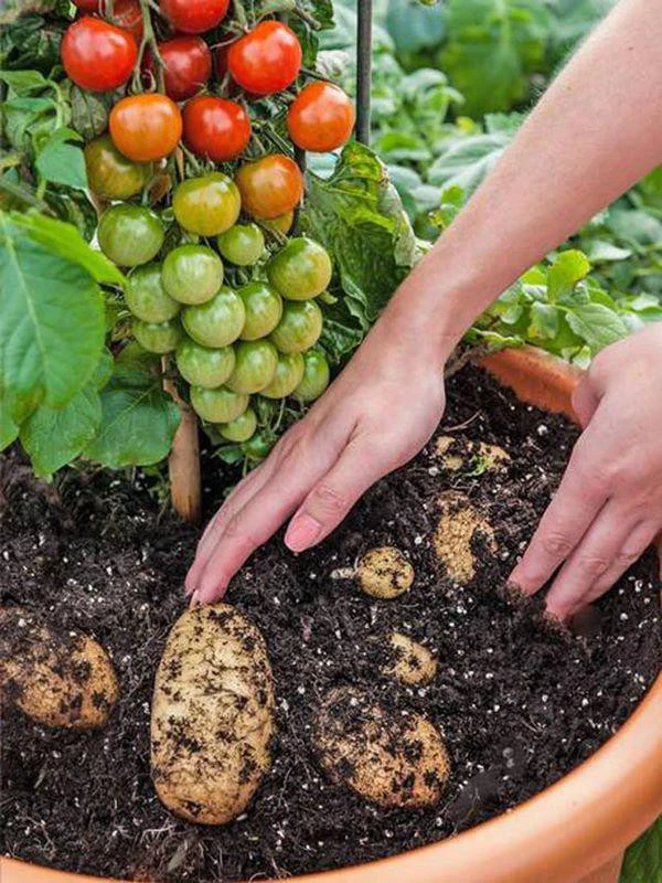 
TomTato có thể được trồng ở ngoài vườn hay trong chậu vào mùa xuân và bắt đầu nhận được những trái cà chua đầu tiên vào tháng Bảy. Cây gốc khoai tây, ngọn cà chua cho khoảng 500 trái trong suốt mùa hè do gốc cây khỏe hơn. Khi hết mùa, đào rễ lên thì người trồng sẽ lại thu được những củ khoai tây béo mập. Hạt hay củ còn lại có thể để dành trồng cà chua hay khoai tây bình thường vào các năm sau.
