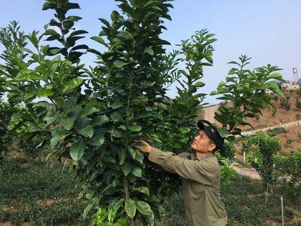 
Ngoài trồng rau muống Nhật Bản, ông Kim Văn Dũng còn trồng thêm 1.000 gốc bưởi Da Xanh trên 2ha nương rẫy để tăng thêm nguồn thu nhập cho gia đình.
