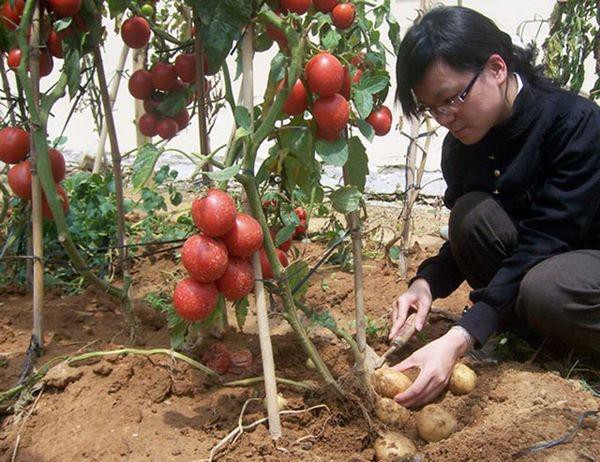 
Những cây TomTato ghép thành công.
