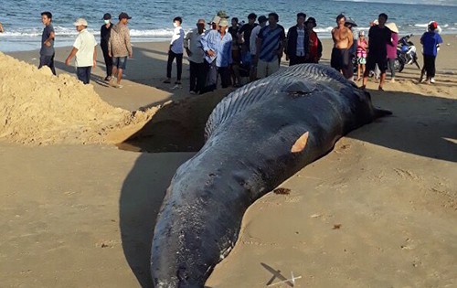 
Xác cá voi nặng hơn hai tấn dạt vào bờ biển Khánh Hòa. Ảnh: Thành Hòa.
