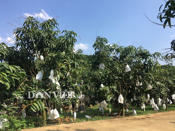 Hiện anh Trịnh Hồng Quân có 1.200 cây xoài tượng da xanh đã cho thu hoạch, 1 năm thu lãi 750 triệu đồng.