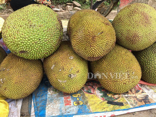 Hiện, 1kg mít ta có giá bán giao động từ 15.000 đồng – 20.000 đồng/kg.