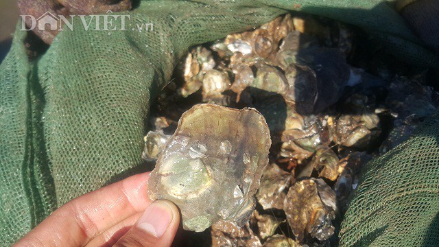 Con hà rất chảnh, chưa thể nuôi chúng theo phương thức nhân tạo mà chỉ có thể khai thác từ tự nhiên. Con hà là nguyên nhân hình thành tên địa danh Bãi Cháy ở Việt Nam.
