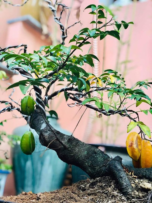 
Cây khế cảnh của Thúy Nga cho trái chín mọng trong lúc chị đang đi lưu diễn. Chị cười đùa rằng: mình có số trồng mà không có số hưởng.
