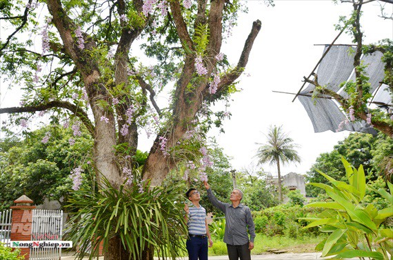 
C&acirc;y nh&atilde;n cổ thụ treo đầy lan Phi điệp.
