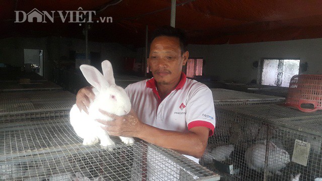 
Nhờ nuôi thỏ mà gia đình ông Vũ Xuân Thọ trú tại khu Cộng Hòa, thị trấn Thanh Nê, huyện Kiến Xương, tỉnh Thái Bình có thu nhập ổn định lên đến 20 triệu đồng/tháng.
