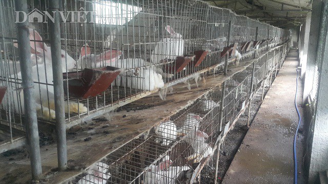 
Cận cảnh khu chuồng chăn nuôi thỏ kết hợp với nuôi giun của gia đình ông Vũ Xuân Thọ.
