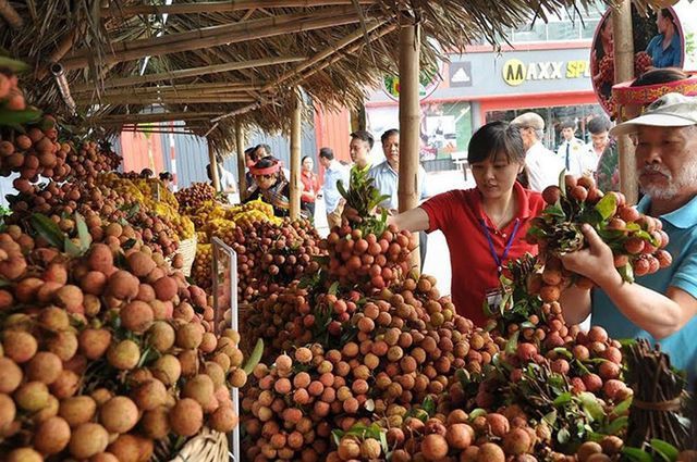 
Trung Quốc trồng diện tích lớn vải thiều nhưng năng suất thấp, chất lượng không bằng vải thiều Việt Nam.
