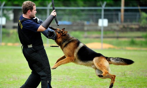 Cảnh sát Mỹ huấn luyện cùng chó nghiệp vụ. Ảnh: NYTimes.