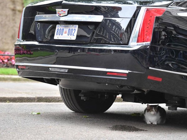 Mèo Larry nằm bên dưới chiếc The Beast, xe Cadillac bọc thép của Tổng thống Mỹ Donald Trump, trên phố Downing ở London
