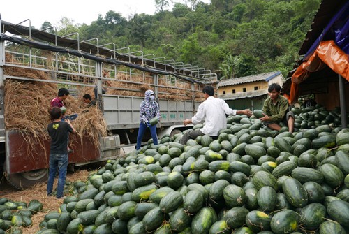 Dưa hấu xuất sang Trung Quốc. Ảnh: Q.Đ.