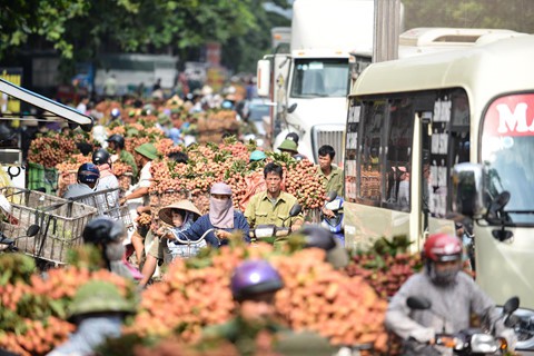 Dọc quốc lộ 31 đoạn qua phố Kim và một số tuyến đường khác nhuộm một màu đỏ của vải. Giao thông ở đây rơi vào cảnh ùn tắc mỗi buổi sáng khi người buôn vải từ khắp nơi đổ về lấy hàng.