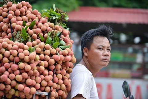 Theo người dân, giá vải năm nay cao hơn nhiều so với các năm trước. Vải thiều thường được bán với giá 28.000-35.000 đồng/kg, còn giống vải Thanh Hà là 40.000-50.000 đồng/kg.