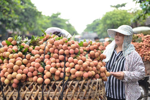 Lý giải về việc giá vải cao hơn những năm trước, chị Nguyễn Hoài (chủ một đại lý thu mua) cho biết: Vải đang đầu mùa chưa có nhiều, trong khi nhu cầu thị trường trong nước tăng cao. Một lý do nữa là chất lượng vải năm nay cũng khá tốt nên có mức giá cao như vậy.