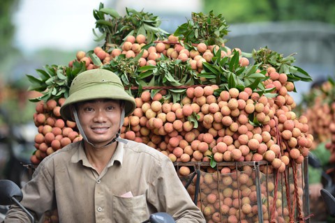 Anh Bùi Đình Đồng (ở xã Phượng Sơn, Lục Ngạn) bày tỏ niềm vui vì vải được giá. Tuy sản lượng không nhiều bằng các năm trước nhưng giá thu mua tốt nên thu nhập cũng tạm ổn. Mong rằng từ giờ tới cuối vụ, giá vải ổn định cho nông dân chúng tôi bớt khổ, anh Đồng nói.