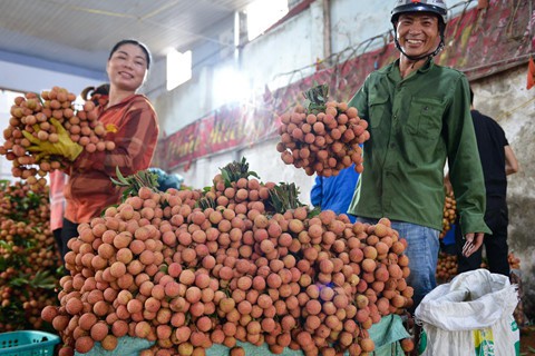 Cầm trên tay chùm vải nặng trĩu, anh Đỗ Văn Thành (ở huyện Lục Ngạn) phấn khởi nói: Nhà tôi được hơn tấn vải thiều và khoảng 2-3 tạ vải Thanh Hà. Năm nay mất mùa so với mọi năm nhưng bù lại bán được giá tốt nên không khổ sở như mọi năm.