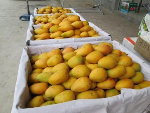 Xoài Trung Quốc được bán ở chợ sỉ. Ảnh: NLĐ