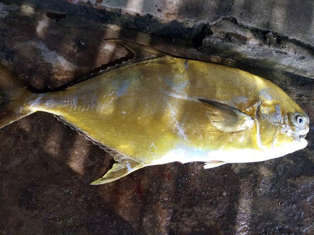 
Cá vàng dương rất cuốn hút người tiêu dùng ngay ở cái nhìn đầu tiên bởi màu sắc óng ánh như vàng. Thịt cá vàng dương cũng rất ngon, nên càng được người tiêu dùng ưa thích.
