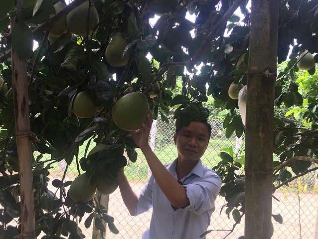 
Xã Hòa Ninh cũng chọn sản phẩm bưởi da xanh để thực hiện Chương trình mỗi xã, phường một sản phẩm (OCOP).
