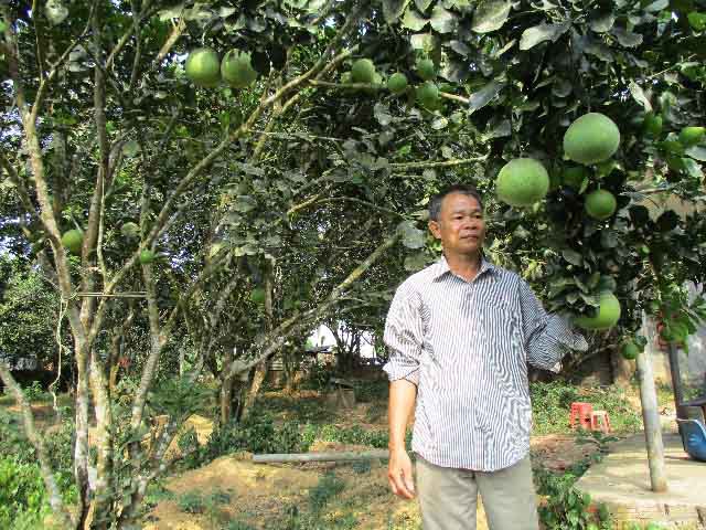 
Bưởi da xanh ruột tím là giống bưởi đặc sản của Hòa Ninh, là loại cây ăn quả có giá trị kinh tế cao.
