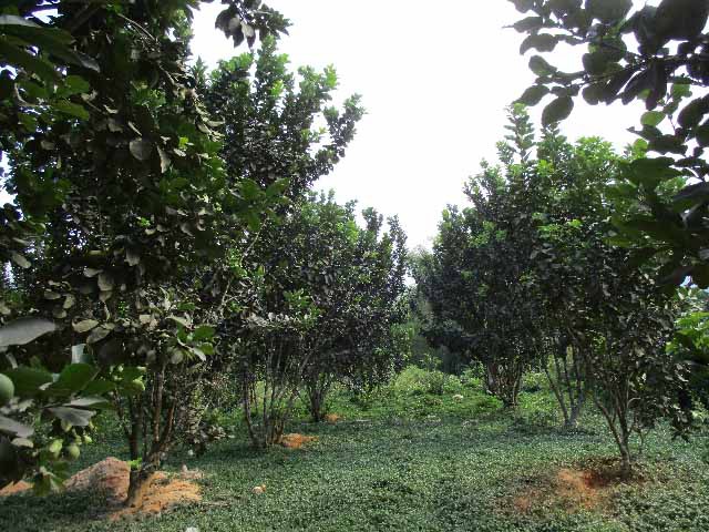 
Hiện toàn xã Hòa Ninh có hơn 150 hộ trồng bưởi da xanh, với diện tích hơn 40ha.
