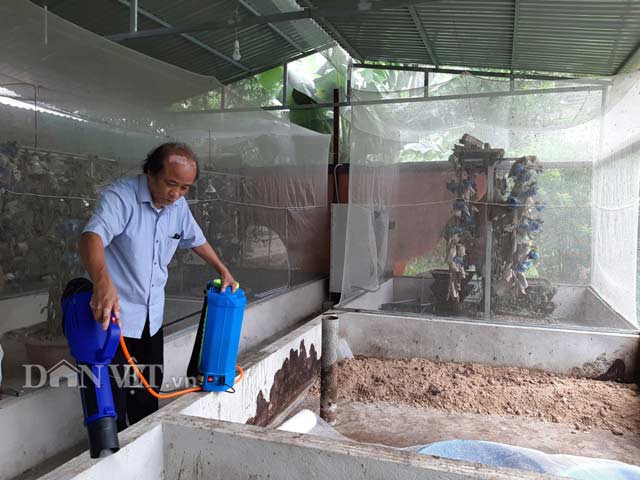 
Theo ông Hùng, nuôi ruồi lính đen quan trọng nhất là đảm bảo độ ẩm cho ruồi sinh trưởng.
