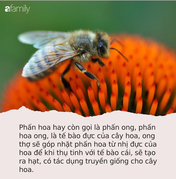 Tìm ra loại thuốc chống ung thư hiệu quả, có sẵn trong thiên nhiên mà nhiều người không thể ngờ tới - Ảnh 1.