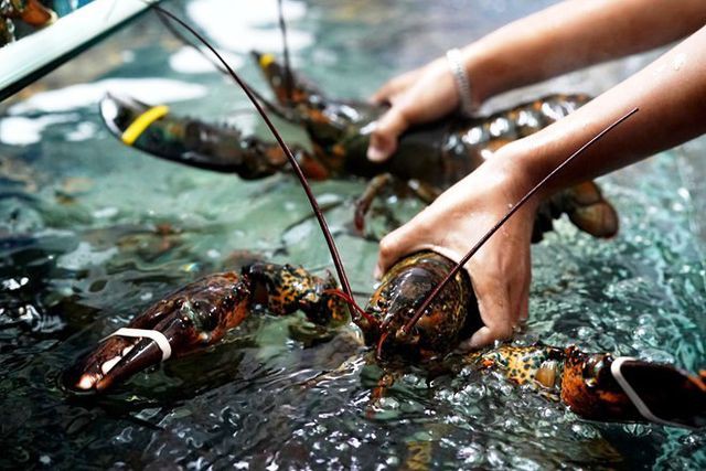 Tác động thương chiến Mỹ-Trung: Tôm, cua, hoa quả Mỹ về VN với giá rẻ bất ngờ - Ảnh 1.