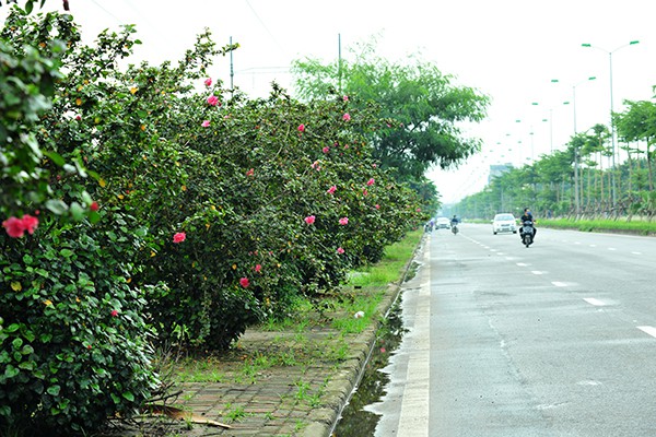 Hà Nội: Độc đáo con đường được phủ màu hồng bởi hoa dâm bụt - Ảnh 7.