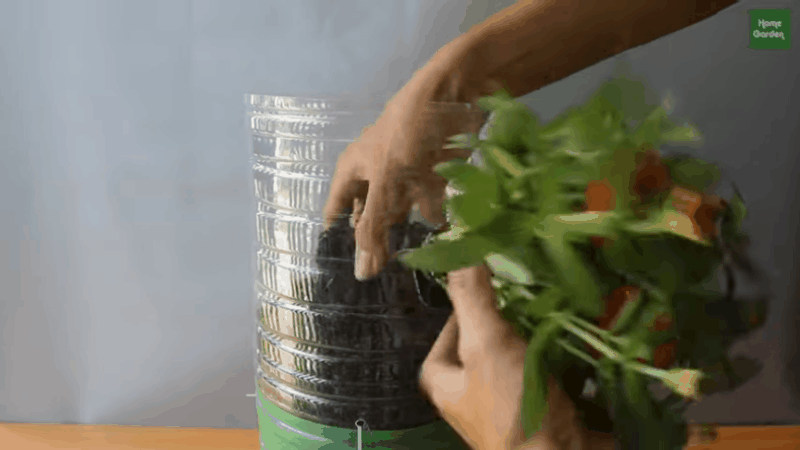 Hướng dẫn cách tái chế chai nhựa cũ làm chậu trồng cây vừa nhanh vừa tiết kiệm  - Ảnh 10.