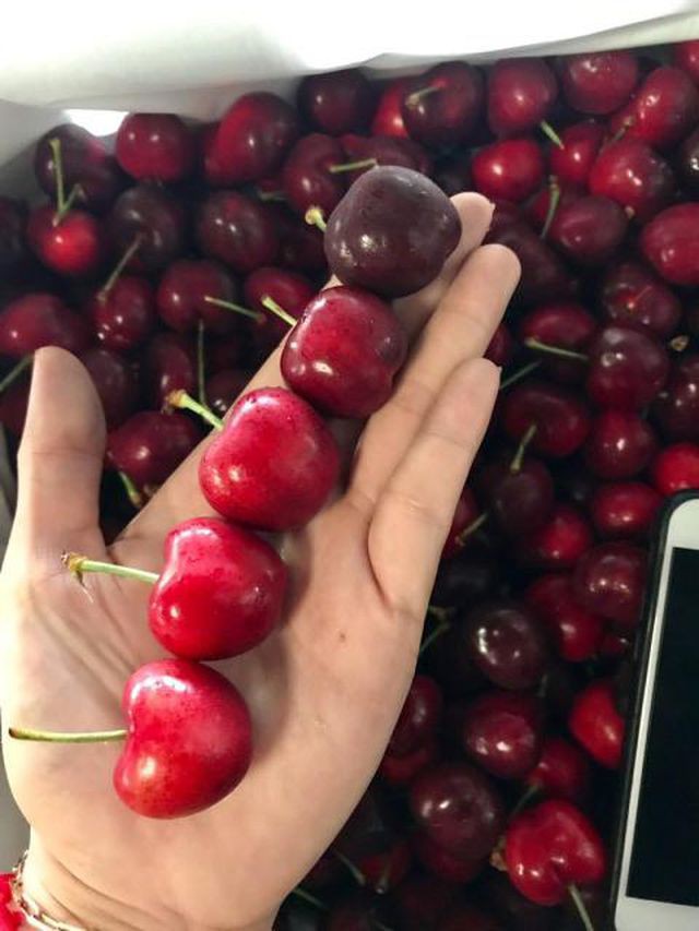 Thương chiến kéo tụt giá cherry: Hàng Mỹ hay đồ Trung Quốc? - Ảnh 3.