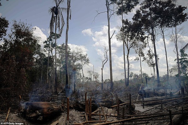 Lá phổi xanh Amazon bị thiêu cháy: Lời kêu cứu muộn màng và sự hoảng loạn của người dân trên toàn thế giới - Ảnh 2.