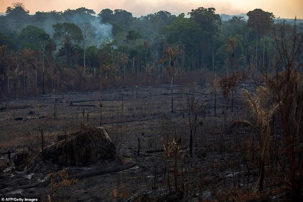 Lá phổi xanh Amazon bị thiêu cháy: Lời kêu cứu muộn màng và sự hoảng loạn của người dân trên toàn thế giới - Ảnh 3.