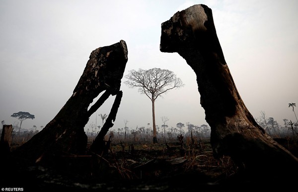 Lá phổi xanh Amazon bị thiêu cháy: Lời kêu cứu muộn màng và sự hoảng loạn của người dân trên toàn thế giới - Ảnh 9.