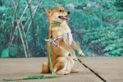 Tranh cãi gay gắt chuyện chó Nhật Shiba Inu đóng vai Cậu Vàng trong phim cùng tên - Ảnh 1.