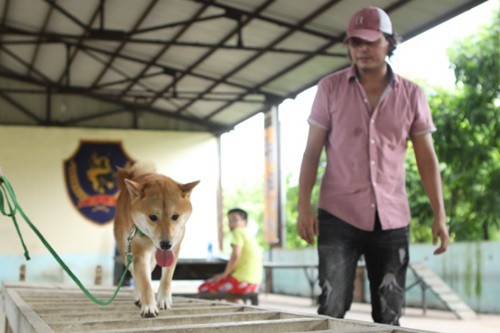 Tranh cãi gay gắt chuyện chó Nhật Shiba Inu đóng vai Cậu Vàng trong phim cùng tên - Ảnh 2.
