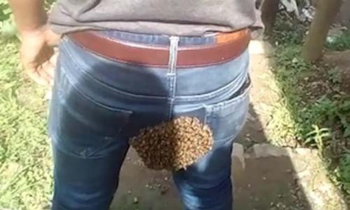 Chàng thanh niên hốt hoảng khi bị hàng trăm con ong đeo bám  - Ảnh 1.
