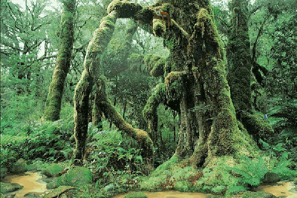 Ngất ngây trước hình ảnh đẹp mê hồn của rừng rậm Amazon trước khi bị cháy lớn  - Ảnh 3.