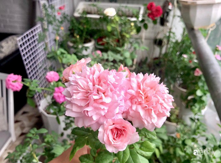 Từ khoảng ban công trống trơn, mẹ trẻ khéo tay decor thành khu vườn xanh ngập tràn hoa hồng ở TP. HCM - Ảnh 2. Từ khoảng ban công trống trơn, mẹ trẻ khéo tay decor thành khu vườn xanh ngập tràn hoa hồng ở TP. HCM - Ảnh 2.