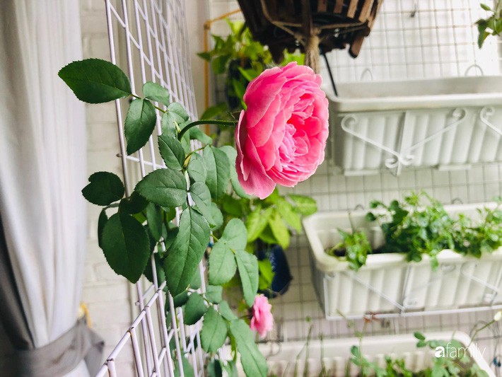 Từ khoảng ban công trống trơn, mẹ trẻ khéo tay decor thành khu vườn xanh ngập tràn hoa hồng ở TP. HCM - Ảnh 11. Từ khoảng ban công trống trơn, mẹ trẻ khéo tay decor thành khu vườn xanh ngập tràn hoa hồng ở TP. HCM - Ảnh 11.