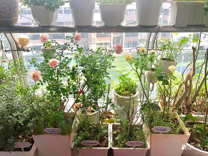 Từ khoảng ban công trống trơn, mẹ trẻ khéo tay decor thành khu vườn xanh ngập tràn hoa hồng ở TP. HCM - Ảnh 12. Từ khoảng ban công trống trơn, mẹ trẻ khéo tay decor thành khu vườn xanh ngập tràn hoa hồng ở TP. HCM - Ảnh 12.
