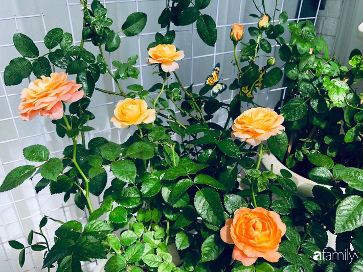 Từ khoảng ban công trống trơn, mẹ trẻ khéo tay decor thành khu vườn xanh ngập tràn hoa hồng ở TP. HCM - Ảnh 20. Từ khoảng ban công trống trơn, mẹ trẻ khéo tay decor thành khu vườn xanh ngập tràn hoa hồng ở TP. HCM - Ảnh 20.