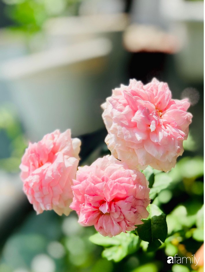 Từ khoảng ban công trống trơn, mẹ trẻ khéo tay decor thành khu vườn xanh ngập tràn hoa hồng ở TP. HCM - Ảnh 21. Từ khoảng ban công trống trơn, mẹ trẻ khéo tay decor thành khu vườn xanh ngập tràn hoa hồng ở TP. HCM - Ảnh 21.