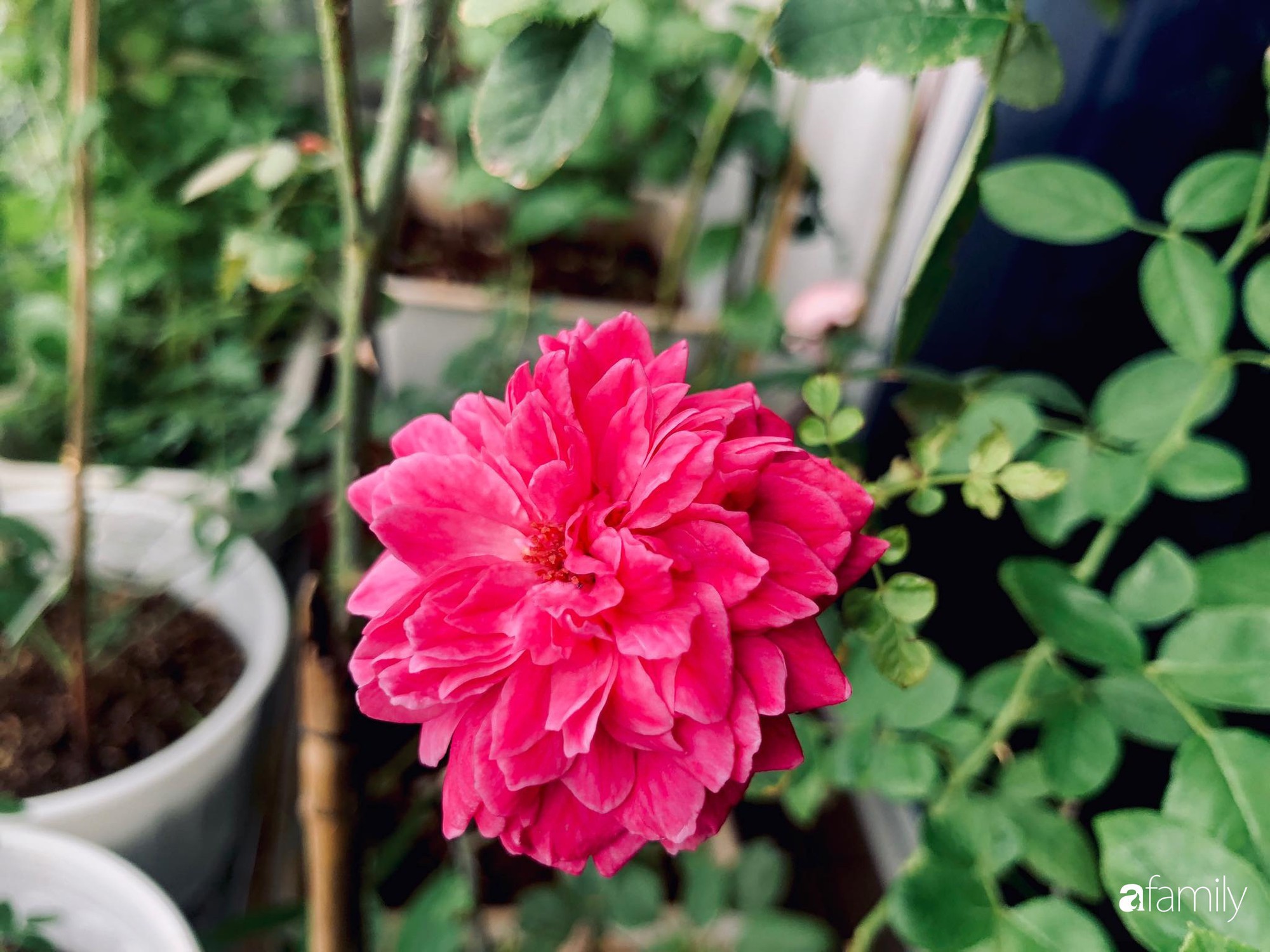 Từ khoảng ban công trống trơn, mẹ trẻ khéo tay decor thành khu vườn xanh ngập tràn hoa hồng ở TP. HCM - Ảnh 26. Từ khoảng ban công trống trơn, mẹ trẻ khéo tay decor thành khu vườn xanh ngập tràn hoa hồng ở TP. HCM - Ảnh 26.