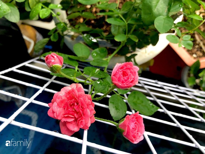 Từ khoảng ban công trống trơn, mẹ trẻ khéo tay decor thành khu vườn xanh ngập tràn hoa hồng ở TP. HCM - Ảnh 28. Từ khoảng ban công trống trơn, mẹ trẻ khéo tay decor thành khu vườn xanh ngập tràn hoa hồng ở TP. HCM - Ảnh 28.