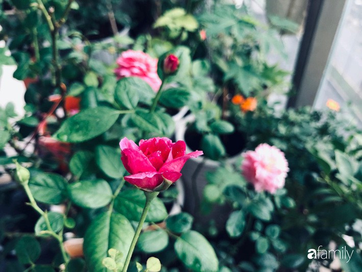 Từ khoảng ban công trống trơn, mẹ trẻ khéo tay decor thành khu vườn xanh ngập tràn hoa hồng ở TP. HCM - Ảnh 4. Từ khoảng ban công trống trơn, mẹ trẻ khéo tay decor thành khu vườn xanh ngập tràn hoa hồng ở TP. HCM - Ảnh 4.