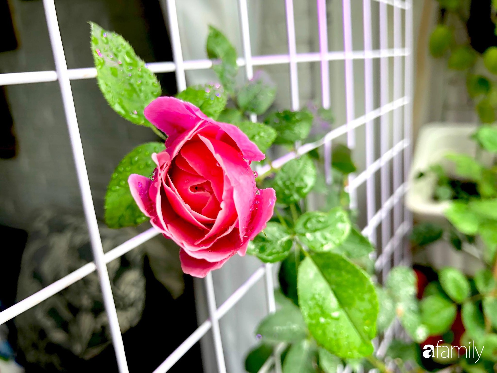Từ khoảng ban công trống trơn, mẹ trẻ khéo tay decor thành khu vườn xanh ngập tràn hoa hồng ở TP. HCM - Ảnh 35. Từ khoảng ban công trống trơn, mẹ trẻ khéo tay decor thành khu vườn xanh ngập tràn hoa hồng ở TP. HCM - Ảnh 35.