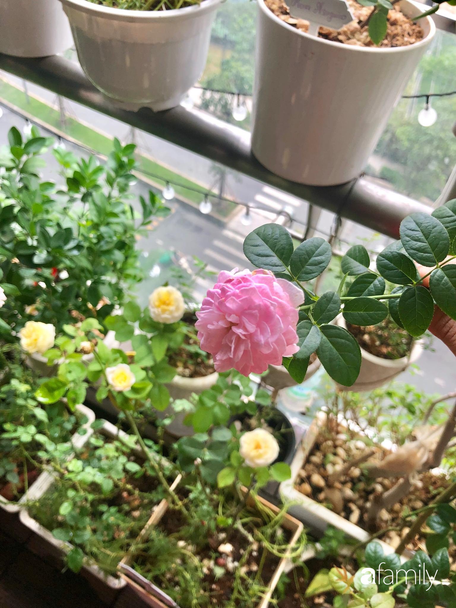 Từ khoảng ban công trống trơn, mẹ trẻ khéo tay decor thành khu vườn xanh ngập tràn hoa hồng ở TP. HCM - Ảnh 36. Từ khoảng ban công trống trơn, mẹ trẻ khéo tay decor thành khu vườn xanh ngập tràn hoa hồng ở TP. HCM - Ảnh 36.