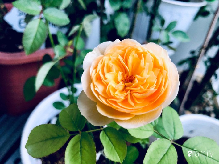 Từ khoảng ban công trống trơn, mẹ trẻ khéo tay decor thành khu vườn xanh ngập tràn hoa hồng ở TP. HCM - Ảnh 7. Từ khoảng ban công trống trơn, mẹ trẻ khéo tay decor thành khu vườn xanh ngập tràn hoa hồng ở TP. HCM - Ảnh 7.